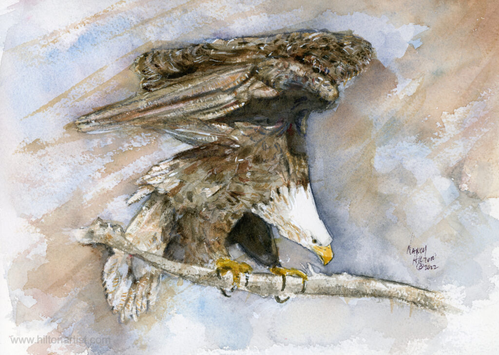 The Eagle Nancy M Hilton Art